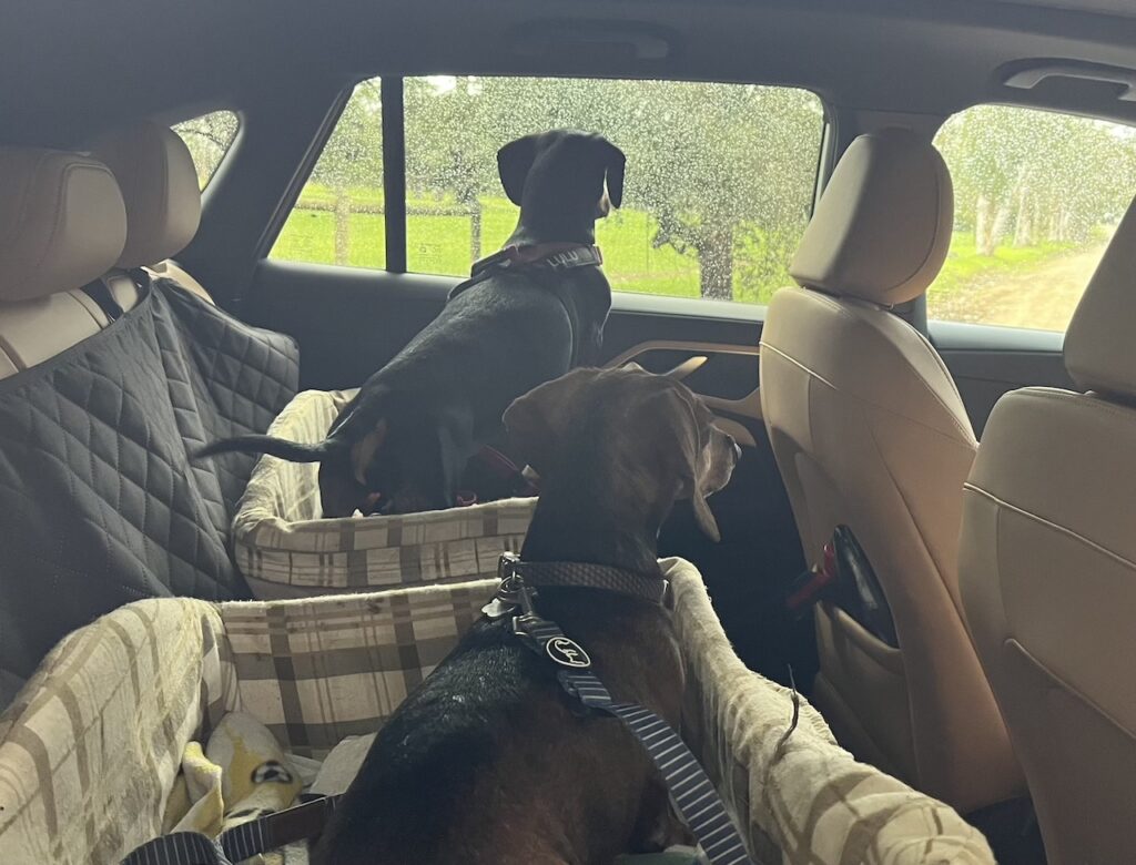 2025 MG HS Super Hybrid Essence.